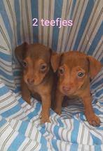 2 teefjes Jack Russel pups, Dieren en Toebehoren, Honden | Jack Russells en Terriërs, Rabiës (hondsdolheid), Jack Russell Terriër