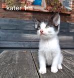 3 lieve kittens te koop, Dieren en Toebehoren, Meerdere dieren