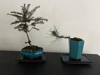 Bonsai boompjes, Ophalen of Verzenden, Kruiden, Halfschaduw