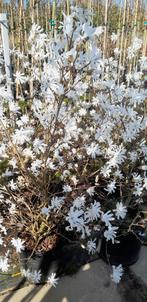 Mooie Magnolia struiken op=op, Tuin en Terras, Ophalen of Verzenden, Lente, Overige soorten, Volle zon