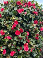Camellia japonica rozenboom, Tuin en Terras, Planten | Tuinplanten, Ophalen, Lente, Overige soorten, Halfschaduw