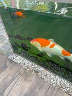 Koi karpers 5 stuks., Dieren en Toebehoren, Vissen | Vijvervissen, Karper of Koi