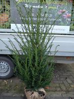 Taxus Baccatta,  volle struiken 100 cm €6,5, Tuin en Terras, Ophalen, Taxus