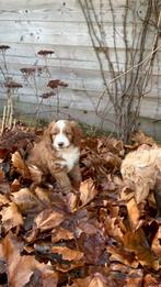 Pups mix van Toller Retriever, Border Collie en Labradoodle, Dieren en Toebehoren, Overige rassen, CDV (hondenziekte), 8 tot 15 weken