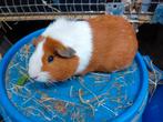 Cavia te koop, Dieren en Toebehoren, Knaagdieren, December, Meerdere dieren, Cavia