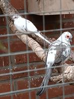 Mooi koppel bonte Diamant duifjes broedrijp, Meerdere dieren, Overige soorten