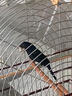 Twatwa, Dieren en Toebehoren, Vogels | Overige Vogels, Mannelijk