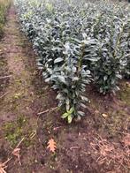 Verschillende soorten laurier te koop, Ophalen, Laurier, 100 tot 250 cm