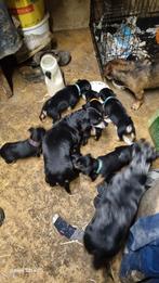 Jack russel pups Black and Tan, vader is een Choco Tan, Dieren en Toebehoren, Jack Russell Terriër, CDV (hondenziekte), 8 tot 15 weken