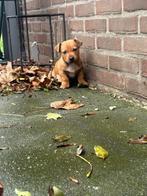 Mooie jackrusell pup reutje, Dieren en Toebehoren, Honden | Niet-rashonden, Reu, Meerdere, Klein, Nederland