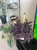 Tradescantia pallida groot, Overige soorten, In pot, Minder dan 100 cm, Groene kamerplant