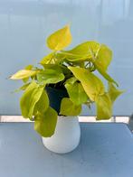 Philodendron Lemon Lime P12, Overige soorten, In pot, Minder dan 100 cm, Groene kamerplant