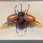 Ingelijste Vijfhoornkever      'Thailand: Five Horn Beetle', Overige soorten