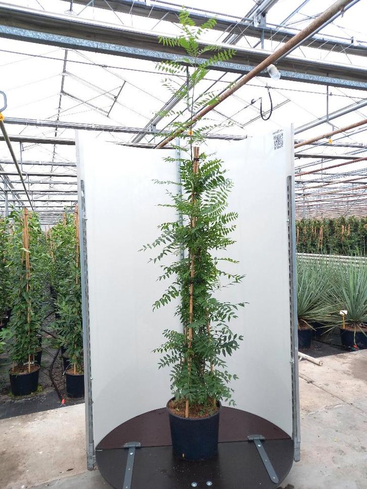 Xanthoceras sorbifolium Chinese Bloeiende Kastanje eetbaar, Tuin en Terras, Planten | Tuinplanten, Vaste plant, Fruitplanten, Volle zon