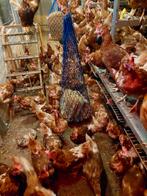 Verwennetten voor pluimvee en  andere dieren, Dieren en Toebehoren, Pluimvee | Toebehoren, Ophalen of Verzenden