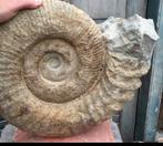 Ammoniet Kamerunoceras Inaequicostatum krijt Marokko, Verzamelen, Mineralen en Fossielen, Ophalen of Verzenden, Fossiel