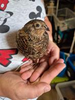 Jonge Japanse kwartels, Dieren en Toebehoren, Geslacht onbekend, Tropenvogel
