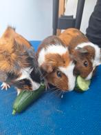 Moeder cavia en 2 dochters, Dieren en Toebehoren, December, Meerdere dieren, Cavia