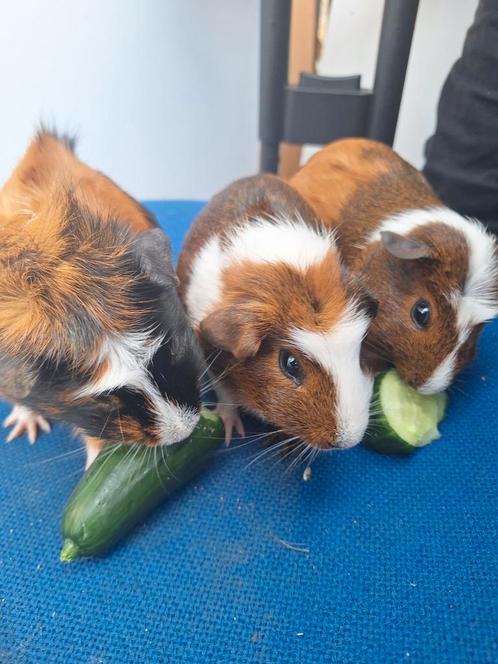 Moeder cavia en 2 dochters, Dieren en Toebehoren, Knaagdieren, Meerdere dieren, Cavia, December