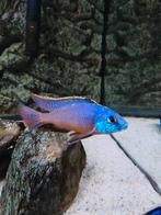 Malawi Cichliden Protomelas taeniolatus/Red Empress, Vis