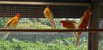 rubino rosella's, Dieren en Toebehoren, Meerdere dieren, Parkiet, Geringd