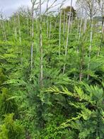 Leylandii –snelgroeiende wintergroene conifeer, Ophalen of Verzenden, Nieuw