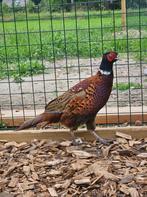 Komeet zoekt een huisje! (Bosfazant), Geslacht onbekend, Tropenvogel