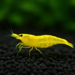 Gele garnalen, Kreeft, Krab of Garnaal