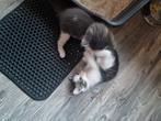 Kittens gereserveerd