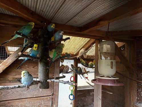 22 grasparkieten, Dieren en Toebehoren, Vogels | Parkieten en Papegaaien, Parkiet, Meerdere dieren