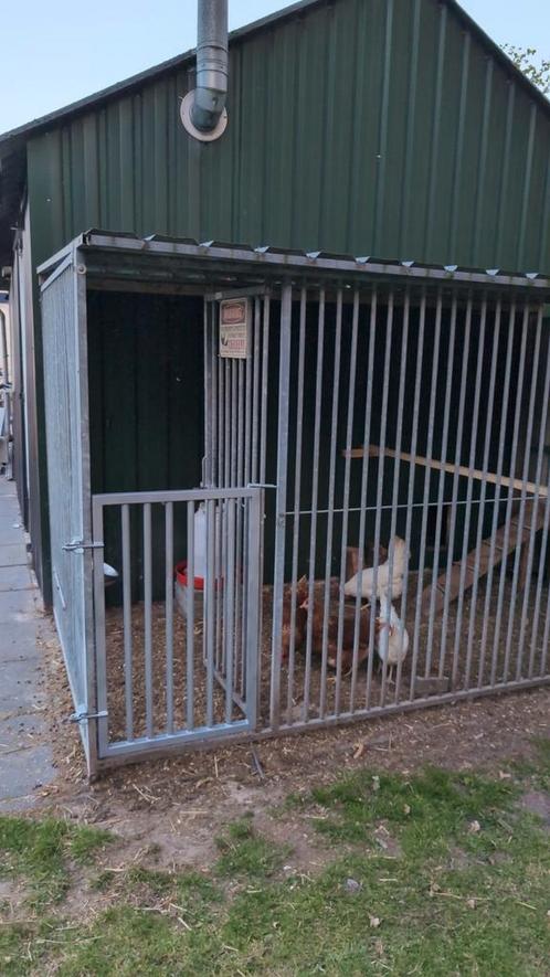 Honden kennel, Dieren en Toebehoren, Hondenhokken, Zo goed als nieuw, 100 cm of meer, 110 cm of meer, Ophalen