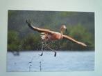 Rode flamingo Caribbean Flamingo vogel, Verzenden, 1980 tot heden, Vogel