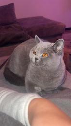 BRITSCHE KORTHAAR - SKY, Dieren en Toebehoren, Katten en Kittens | Overige Katten, Poes, Langharig, 0 tot 2 jaar