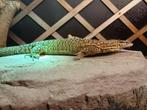 Varanus acanthurus 0.1 yellow, Dieren en Toebehoren