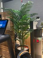 2x topkwaliteit palm 220 cm, Huis en Inrichting, Kamerplanten, Ophalen, 200 cm of meer, Volledige schaduw, Palm