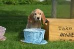Engelse cocker spaniel pups direct beschikbaar, Dieren en Toebehoren, Rabiës (hondsdolheid), 15 weken tot 1 jaar, Buitenland, Meerdere