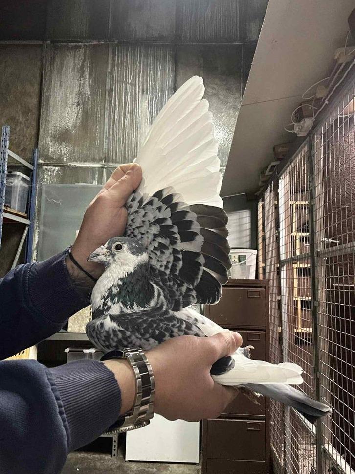 BESTE POSTDUIF, Dieren en Toebehoren, Vogels | Duiven, Postduif, Mannelijk