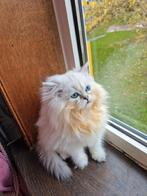 Raszuivere Scottish , langharig, drie katers ⚡️⚡️, Dieren en Toebehoren, Katten en Kittens | Raskatten | Langhaar