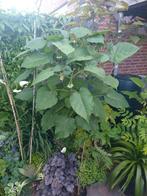 Cyphomandra Corymbiflora (boomtomaat), Overige soorten, Lente, 100 tot 250 cm, Ophalen