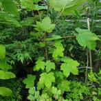 Berkenboom & Esdoorn gratis boom, bomen, Tuin en Terras, Planten | Bomen, Ophalen, Bloeit niet, Halfschaduw, Overige soorten