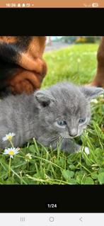 kittens, Dieren en Toebehoren, Katten en Kittens | Raskatten | Korthaar, Poes