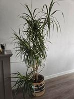 Kamerplant Dracaena marginata - Drakenbloedboom 180 cm., Huis en Inrichting, Kamerplanten, Ophalen, Overige soorten, 150 tot 200 cm