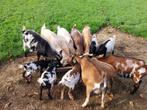 Te koop diverse geitjes en bokjes, Dieren en Toebehoren, Schapen, Geiten en Varkens, Meerdere dieren, Geit, 0 tot 2 jaar
