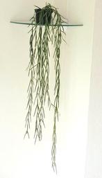 Hoya Linearis., Huis en Inrichting, Kamerplanten, Overige soorten, Minder dan 100 cm, Ophalen of Verzenden, Halfschaduw