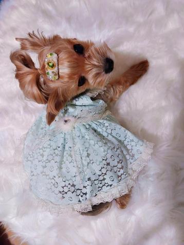 Guipurejurk met bontrand voor een minihondje tot 2,5 kg, maa beschikbaar voor biedingen