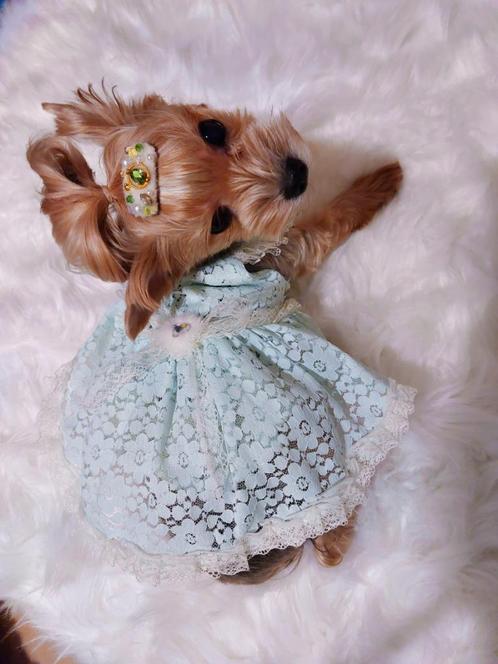 Guipurejurk met bontrand voor een minihondje tot 2,5 kg, maa, Dieren en Toebehoren, Honden-accessoires, Nieuw, Ophalen of Verzenden