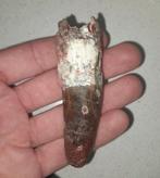 Spinosaurus tand fossiel, Verzamelen, Mineralen en Fossielen, Ophalen of Verzenden, Fossiel
