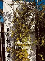 Zanthoxylum simulans , Chinese szechuanpeper , Kiespijnboom, Vaste plant, Ophalen of Verzenden, Halfschaduw, Zomer