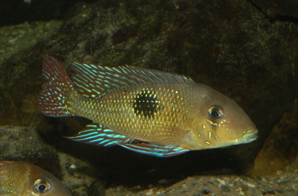 Zuid Amerikaanse Cichliden: Geophagus sp. "panta rhei", Dieren en Toebehoren, Vissen | Aquariumvissen, Zoetwatervis, Vis