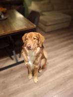 Noord Macedonische berghond x golden retriever, Reu, 1 tot 2 jaar, Parvo, Eén hond